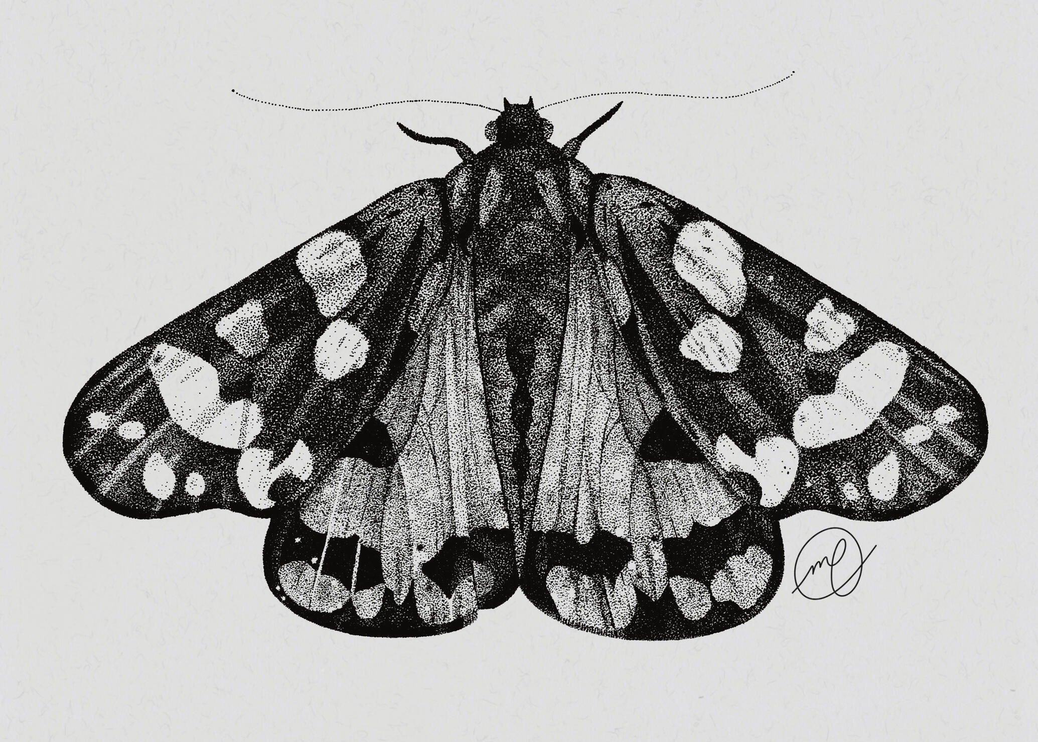 "Scarlet Tiger Moth", 2023 ink on paper INSERT DIMENSIONS